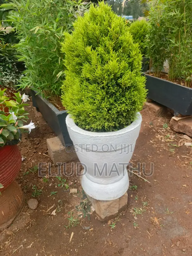 Flower Pot and the Flower