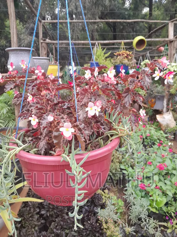 Hosta Laterna Magica