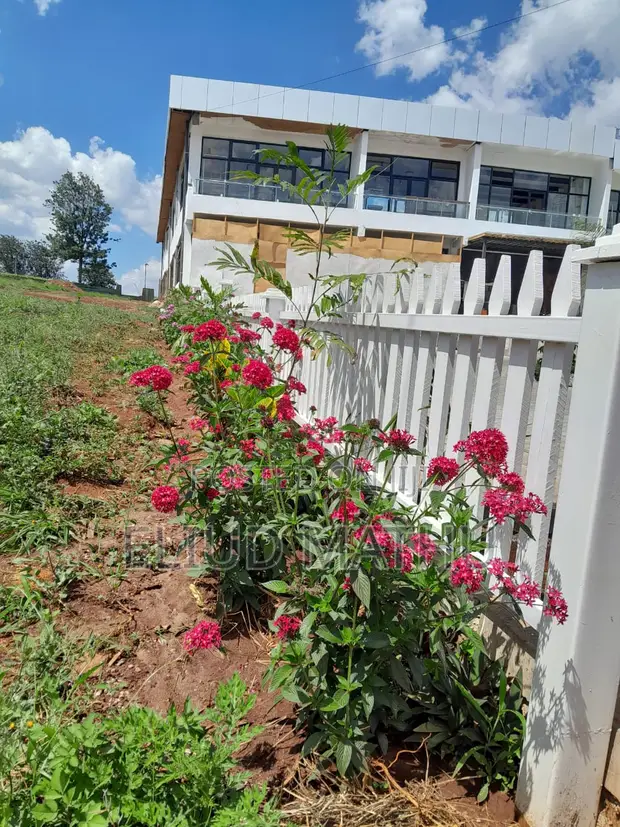 Pentas Plant (Egyptian Star Cluster)