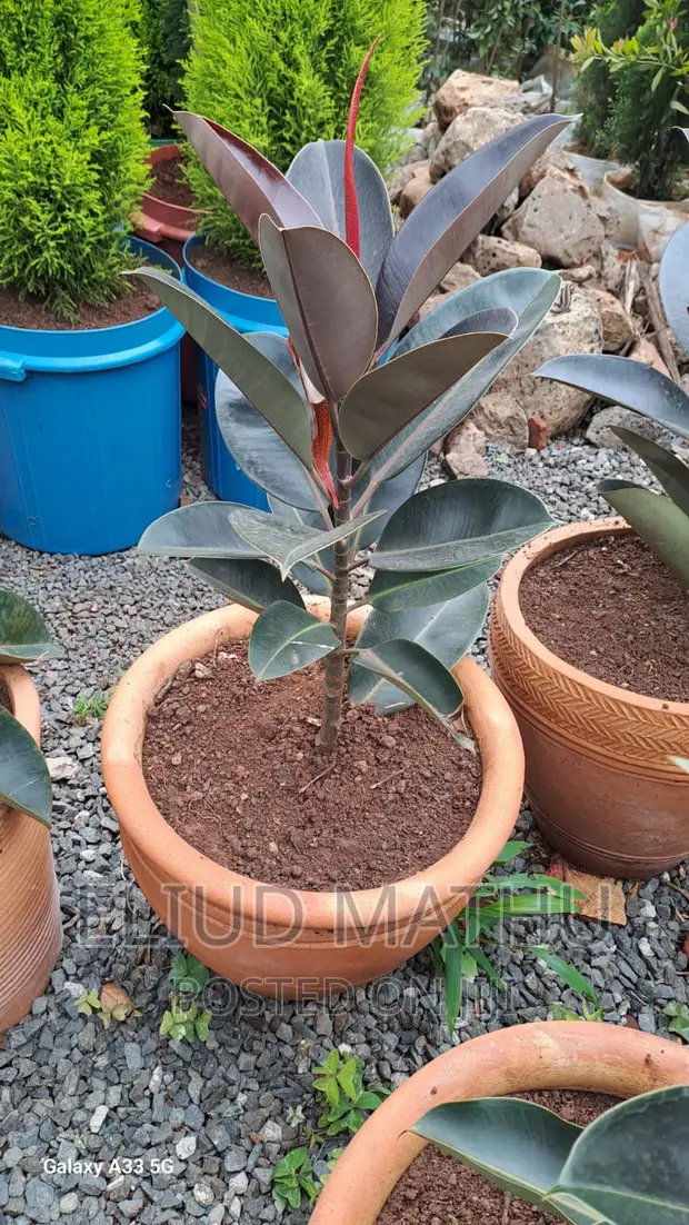 Rubber Plant (Ficus Elastica)