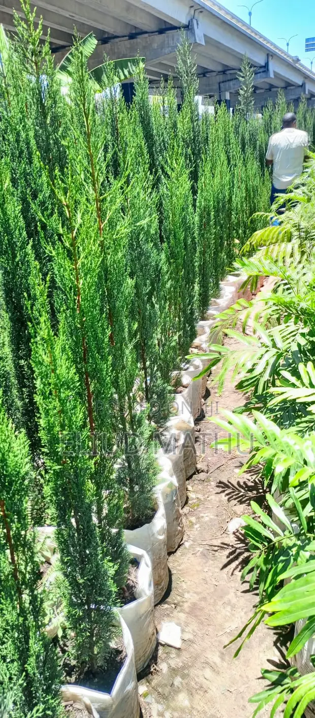 Christmas Tree (North Texas Trees)