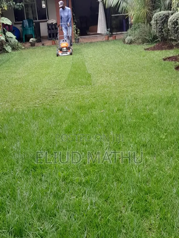 Bamuda Grass 50kg Sack Fully Grown