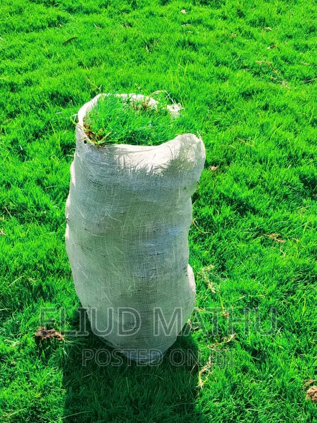 Arabic Grass (Schismus Arabicus)