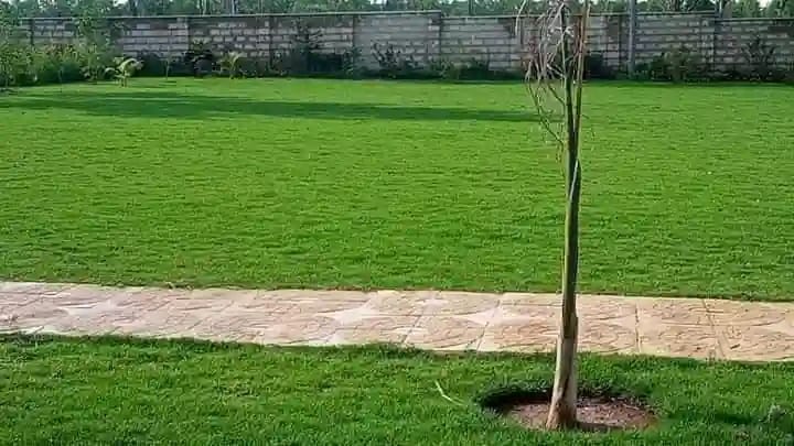 Professional Lawn Installation